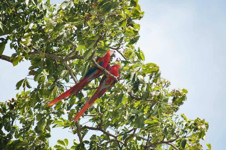 Pair of Scarlet Macaws