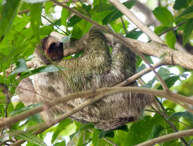 Sloth, Cost Rica