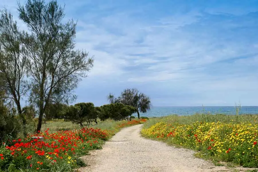 Spring Flowers, Paphos Cyprus