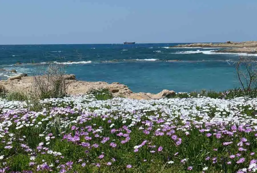 African daisies against a blue sea