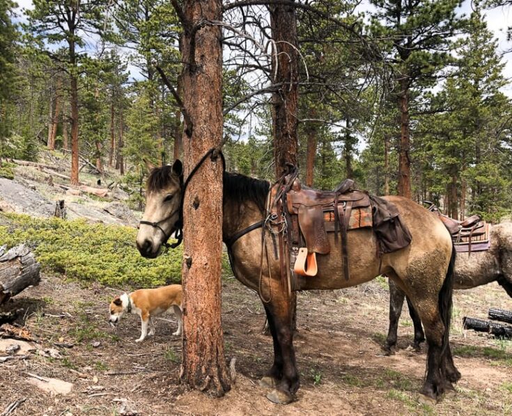 Dude Ranches In Colorado Saddling up on a Colorado Dude Ranch Holiday