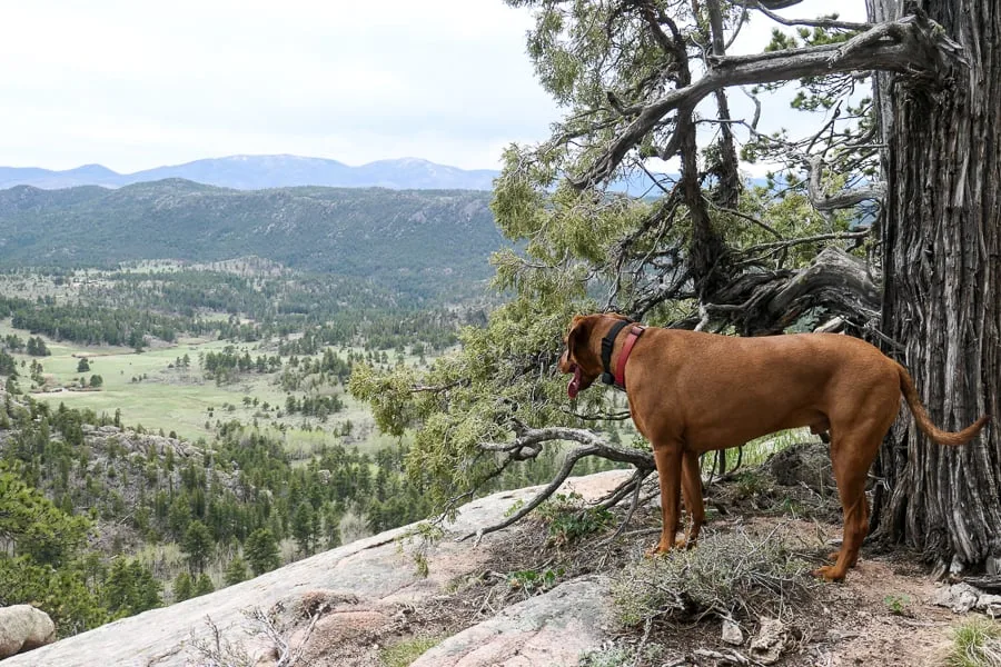 Dog looking out over Roosevelt National Forest
