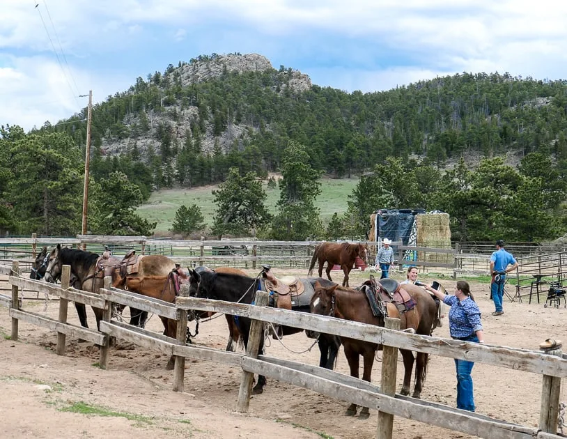 Horses in the corall