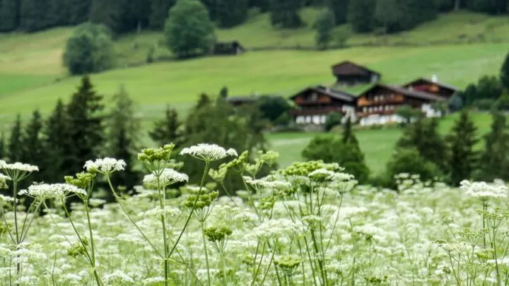 Alpbech in Tirol