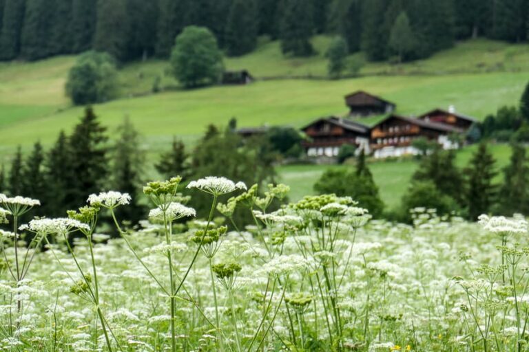 Alpbech in Tirol