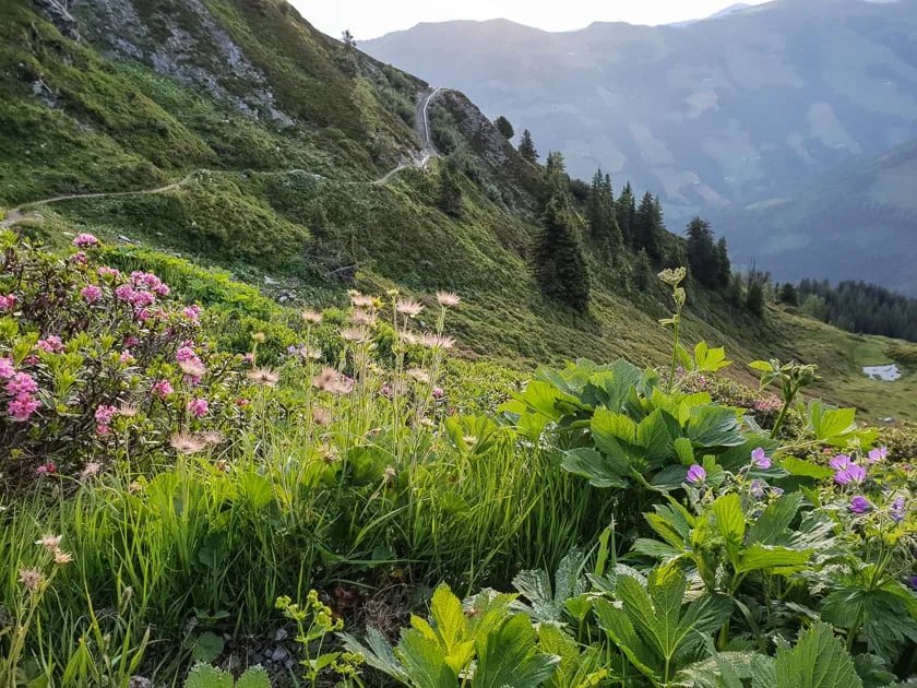 Alpine Flowers in Alpbachtal
