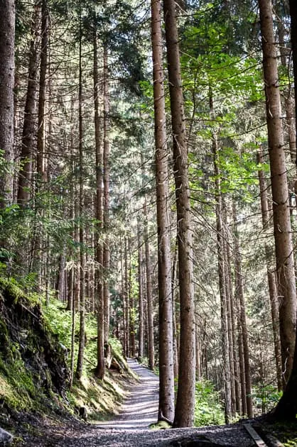 Pathway through Alpine forest