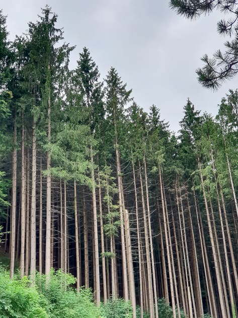 Fir tree forest in Austria