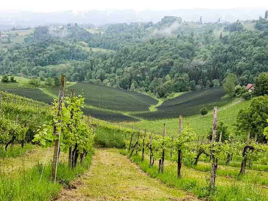 Discovering Chianti wine in Tuscany, Italy