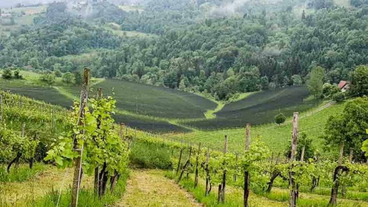 s&uuml;dsteirische weinstrasse