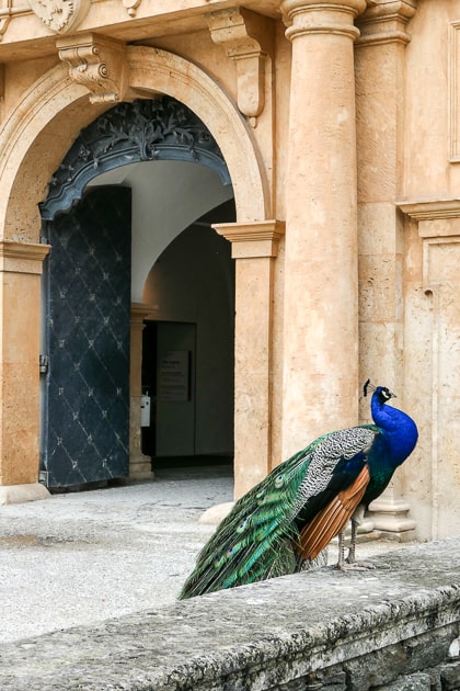 Peacock at Eggenberg