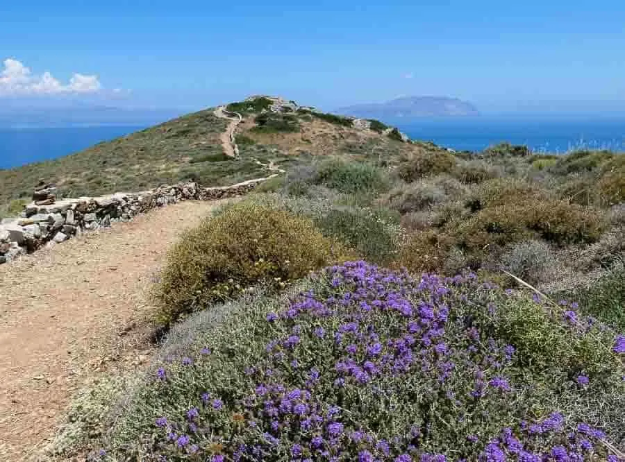 Ios path and wild flowers