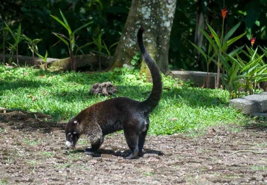 Coati, Costa Rica