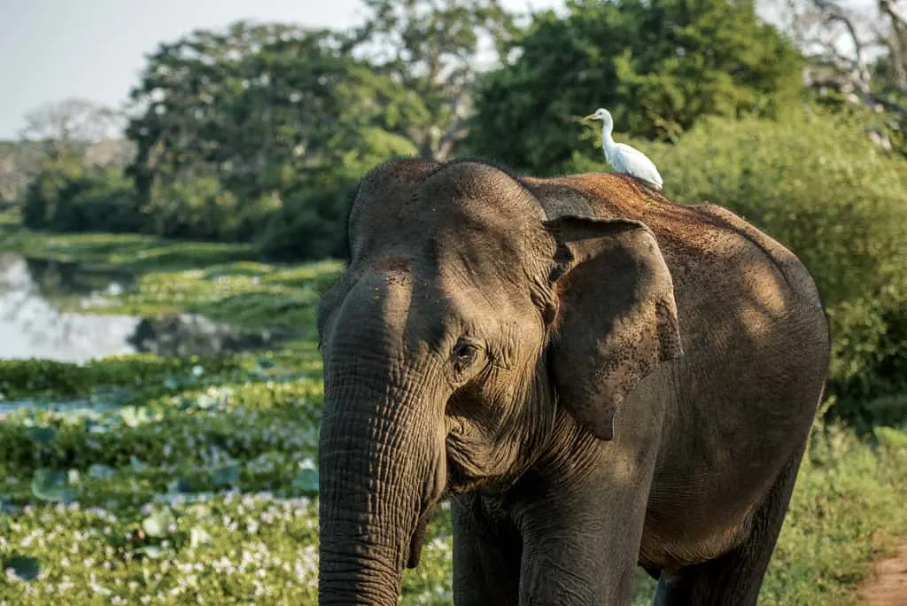 elephant in Sri Lanka