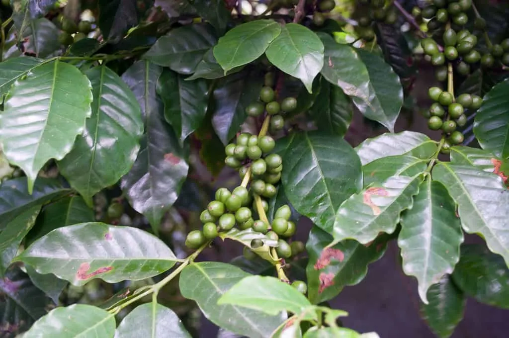 Coffee beans growing on tree