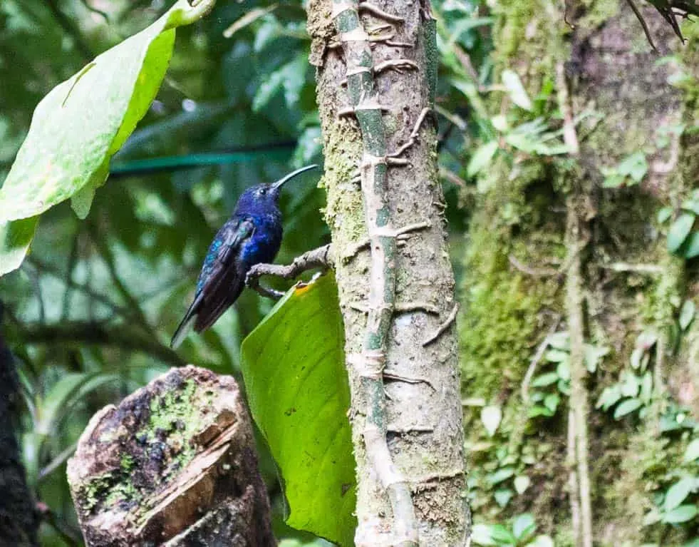 Humming Bird on tree