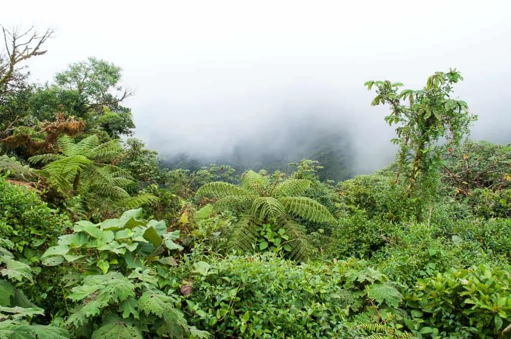 Monteverde Cloud Forest, Costa Rica