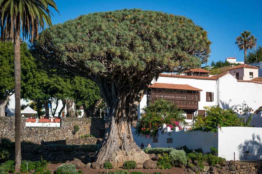  El Drago (drage) træ på Tenerife 