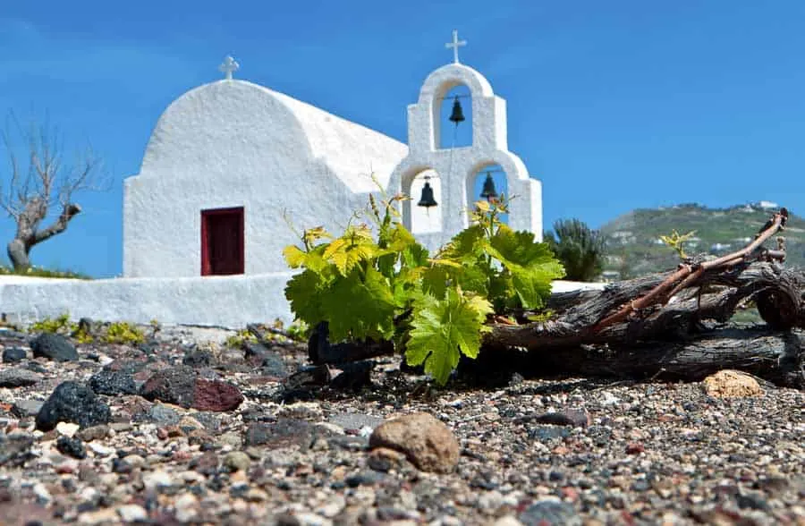 Grape vine in Santorini, Greece