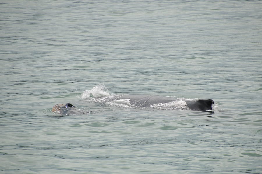 Humpback whales, Manuel Antonio, Costa Rica