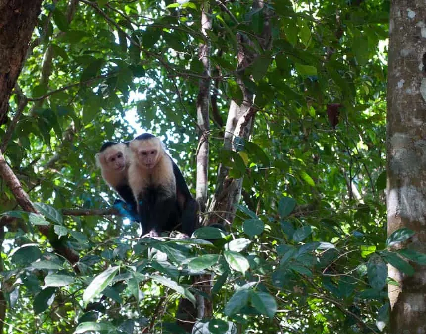 White Faced Capuchin Monkey, Manuel Antonio National Park
