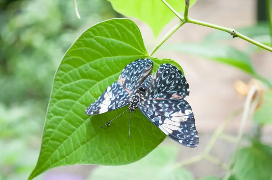 Butterfly, Manuel Antonio, Costa Rica
