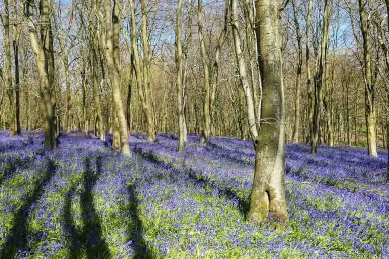 Bluebell woodland