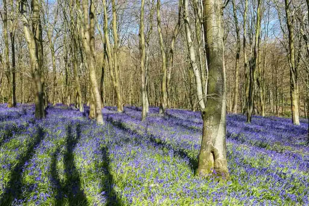 Best bluebell walks in Sussex