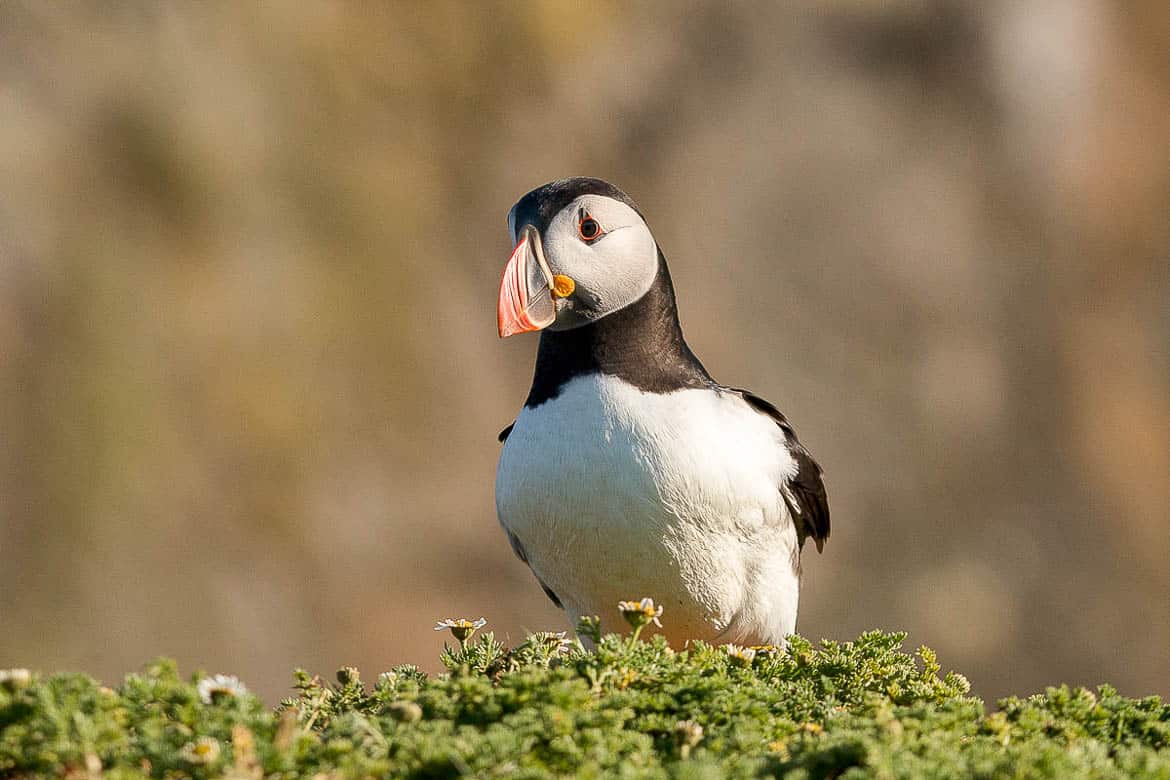 Puffins in Pembrokeshire National Park