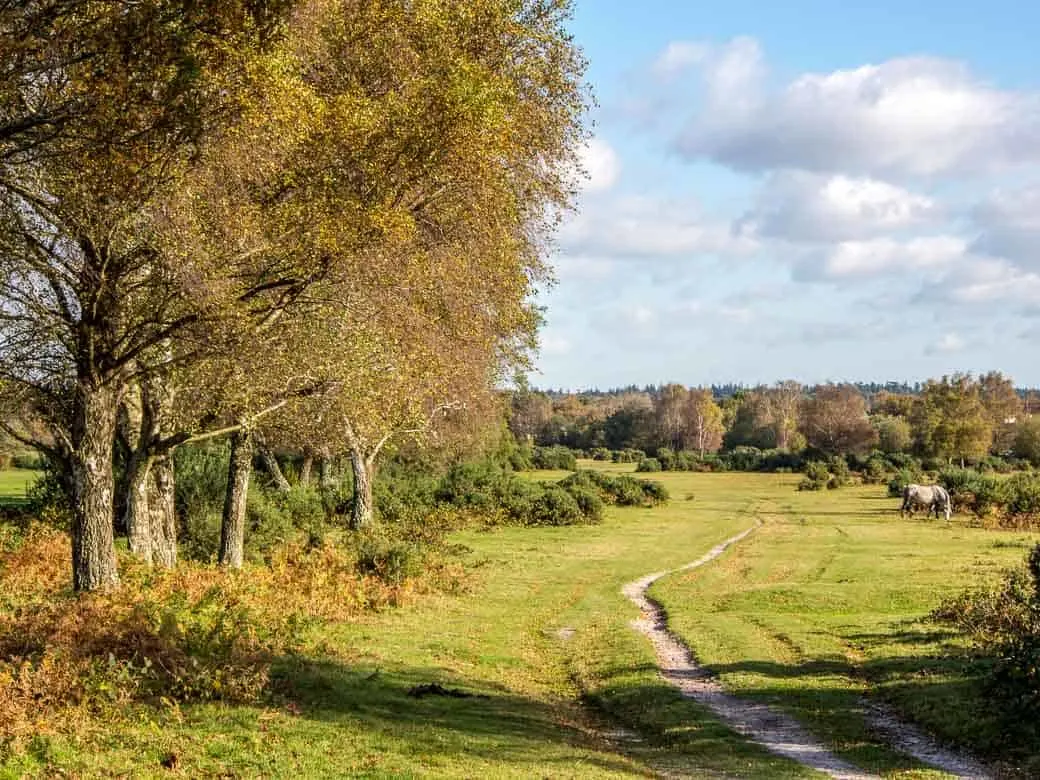 The New Forest National Park, Hampshire