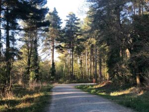 Hamsterley Forest, County Durham