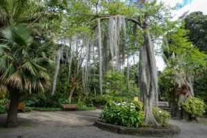 Botanical Gardens, Puerto de la Cruz, Tenerife