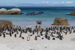 Boulder's Beach Penguin Colony, near Cape Town, South Africa