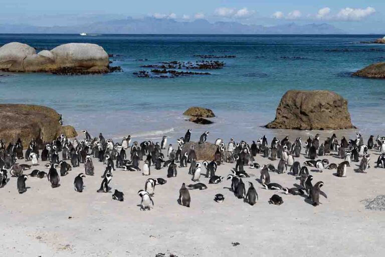 Boulders-Beach-Penguin-Colony-Cape-Town | The Travelbunny