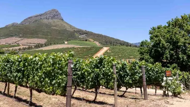 Delaire Graff Estate Vineyard. Rows of vines with a blue sky and mountain backdrop