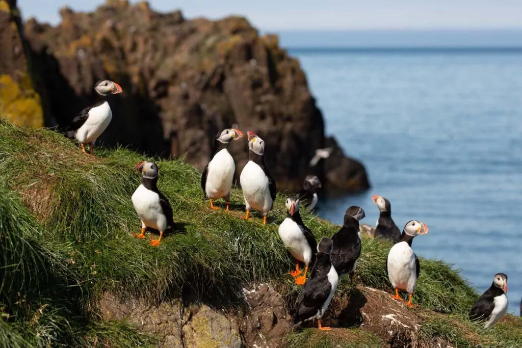 Puffin Tours in Iceland – Iceland Travel Collections