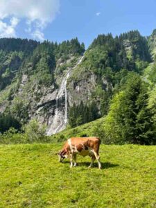Waterfall and alpine cow Stilluptal, Mayrhofen, Austria