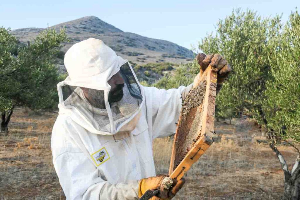 Beekeeping experience at Fourni, Crete