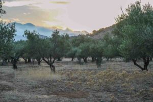 Sunset in the olive, grove, Crete