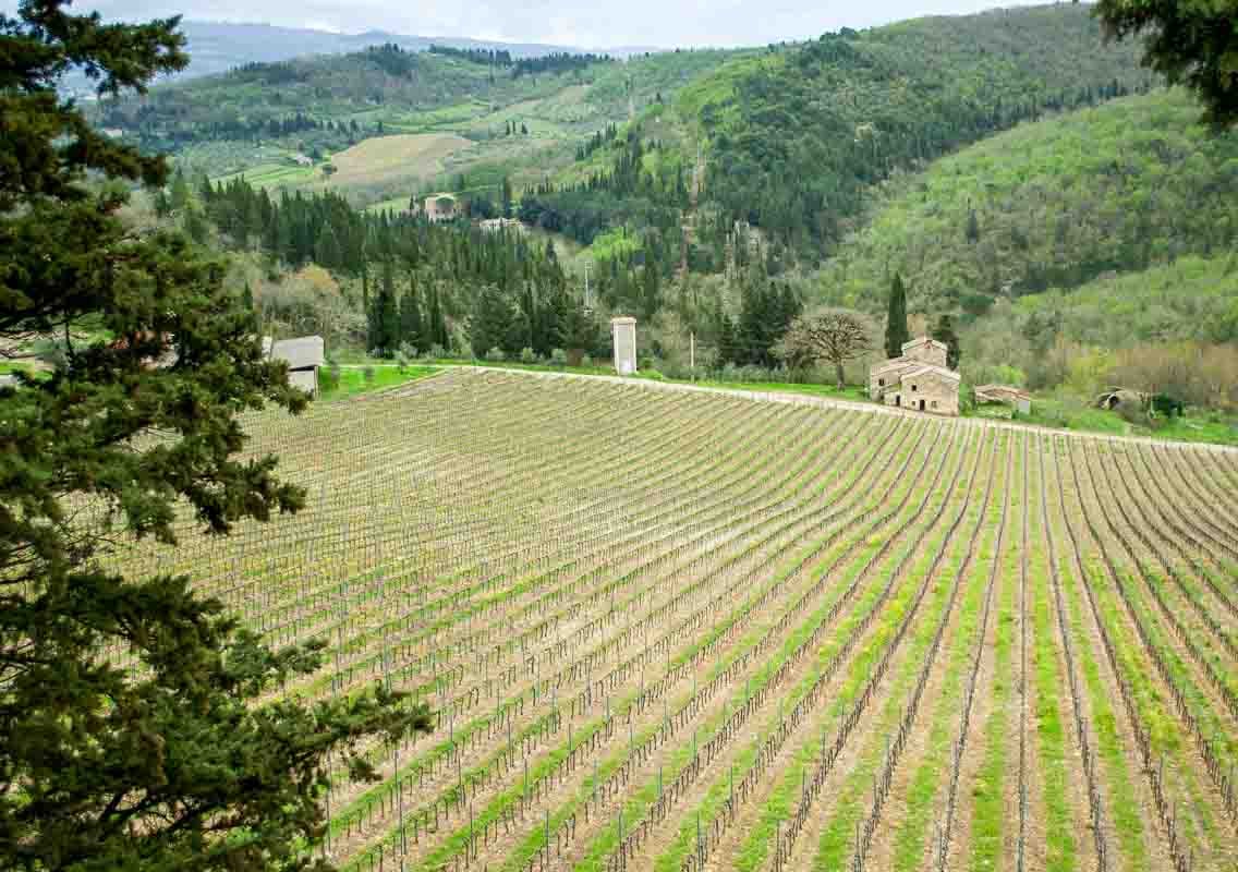 Chianti Vineyard in Tuscany, Italy