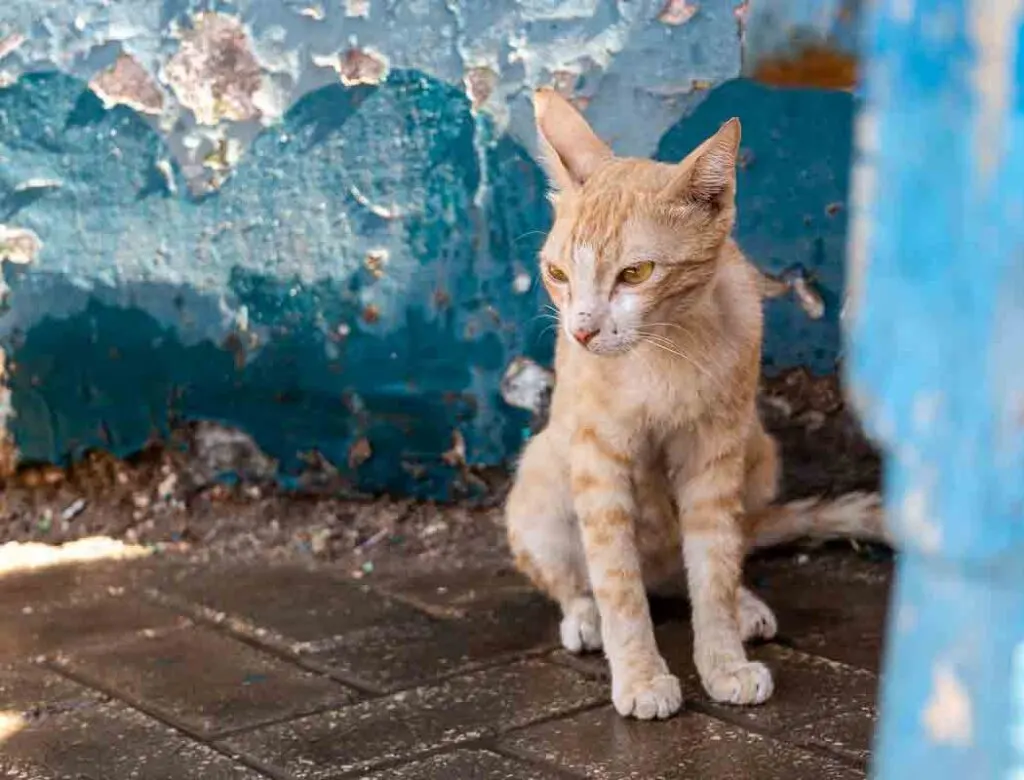 Egyptian cat at Esna, Egypt