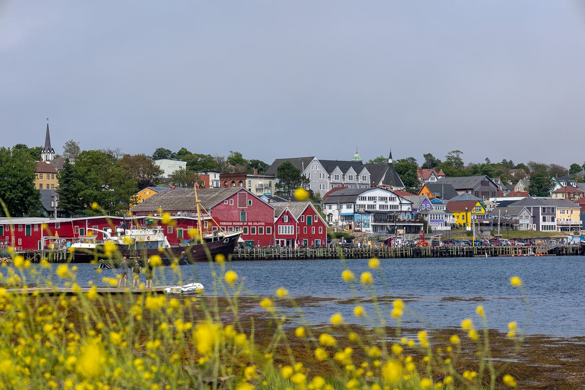One of the most colourful towns in Nova Scotia - Lunenburg historic fishing town taken from across the bay with a foreground of yellow flowers