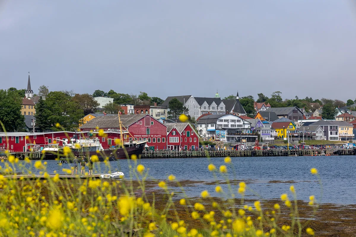 One of the most colourful towns in Nova Scotia - Lunenburg historic fishing town taken from across the bay with a foreground of yellow flowers