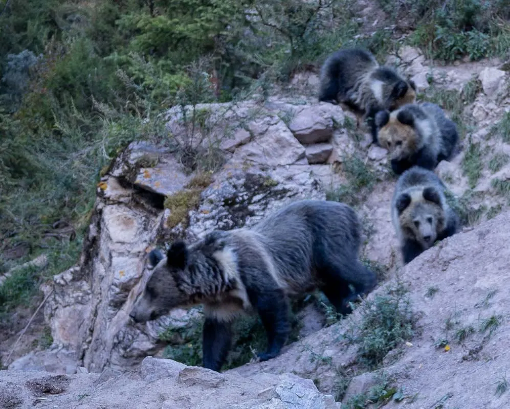 Wild Tibetan bears - a mother bear with three cubs on a rocky mountainside with shrubs