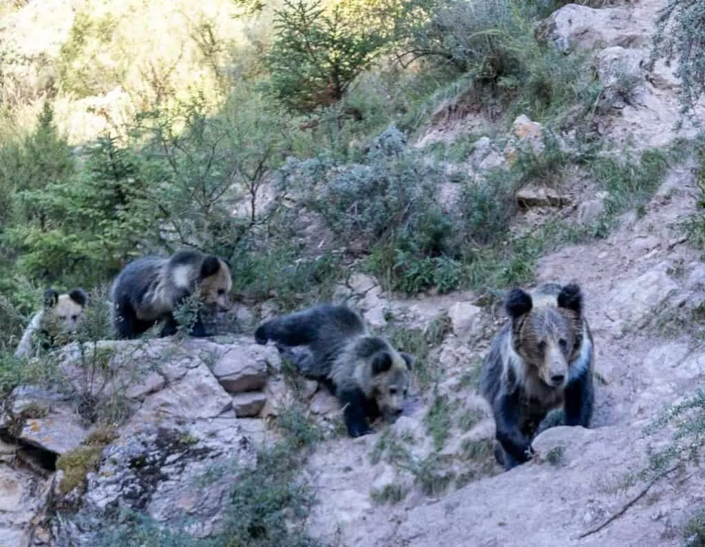 Wild Tibetan bears - a mother bear with three cubs on a rocky mountainside with shrubs
