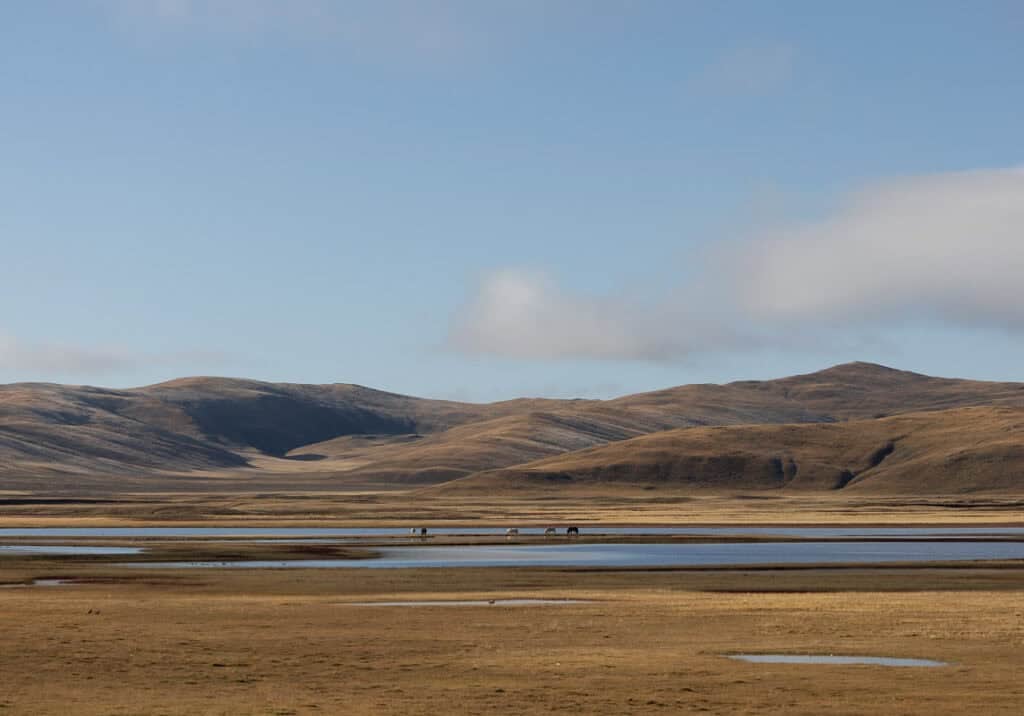 Vast golden grasslands and blue lakes with horses on the Tibetan Plateau near Maduo, Qinghai.