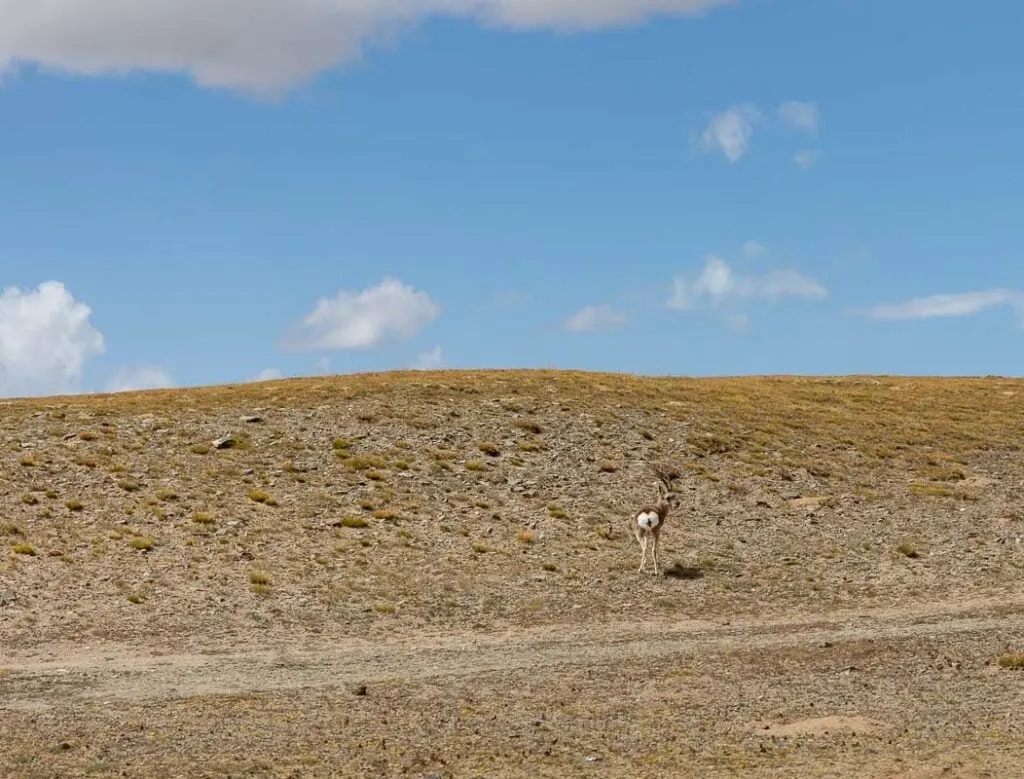 A Tibetan gazelle stands on a dry, grassy hill under a blue sky on the vast Tibetan Plateau, China.