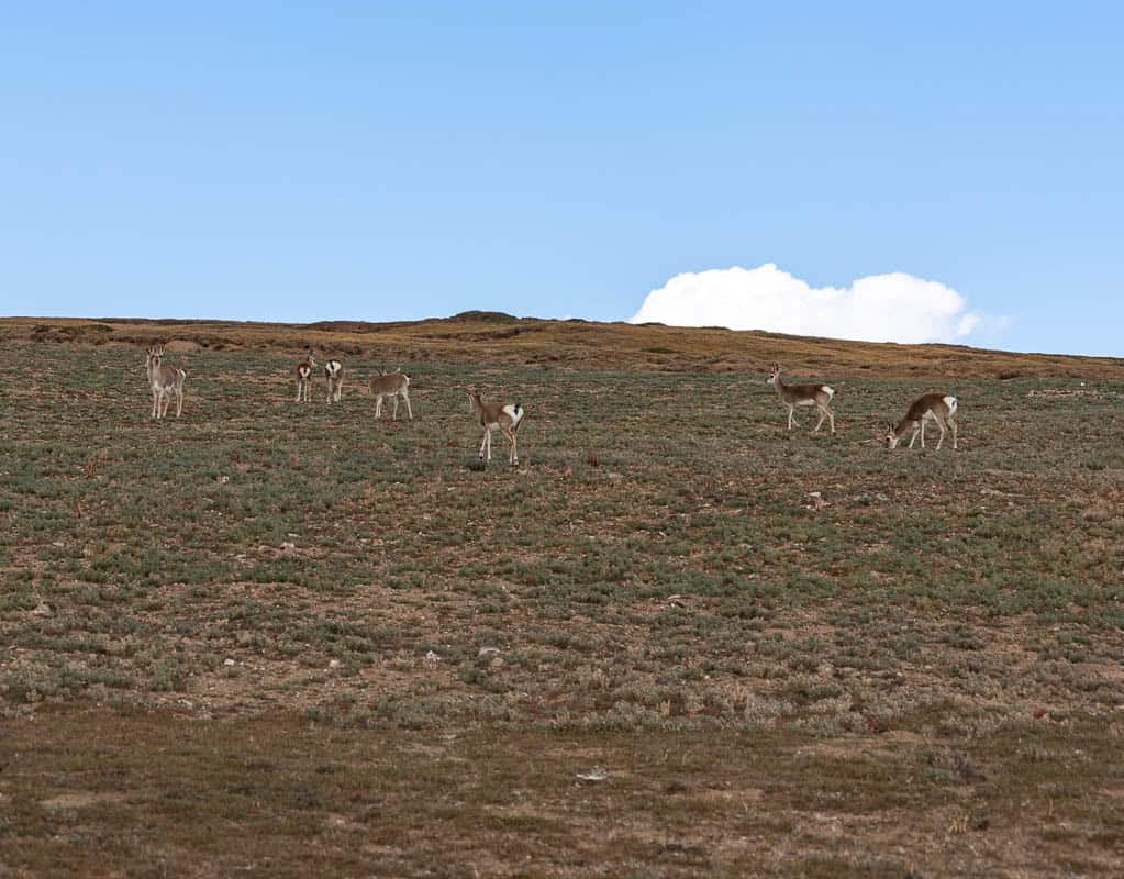 A herd of Tibetan gazelles graze on the vast, sparse landscape of the Tibetan Plateau under a blue sky.