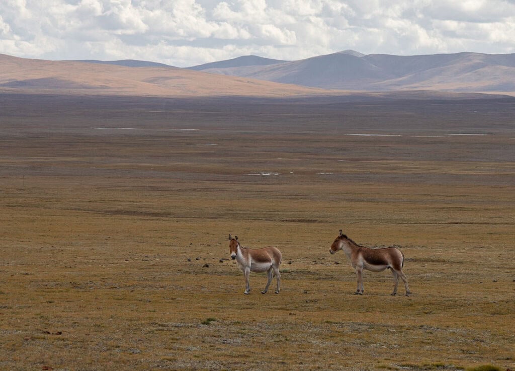 Two Kiangs stand on the vast, dry Tibetan Plateau with distant mountains under a cloudy sky.