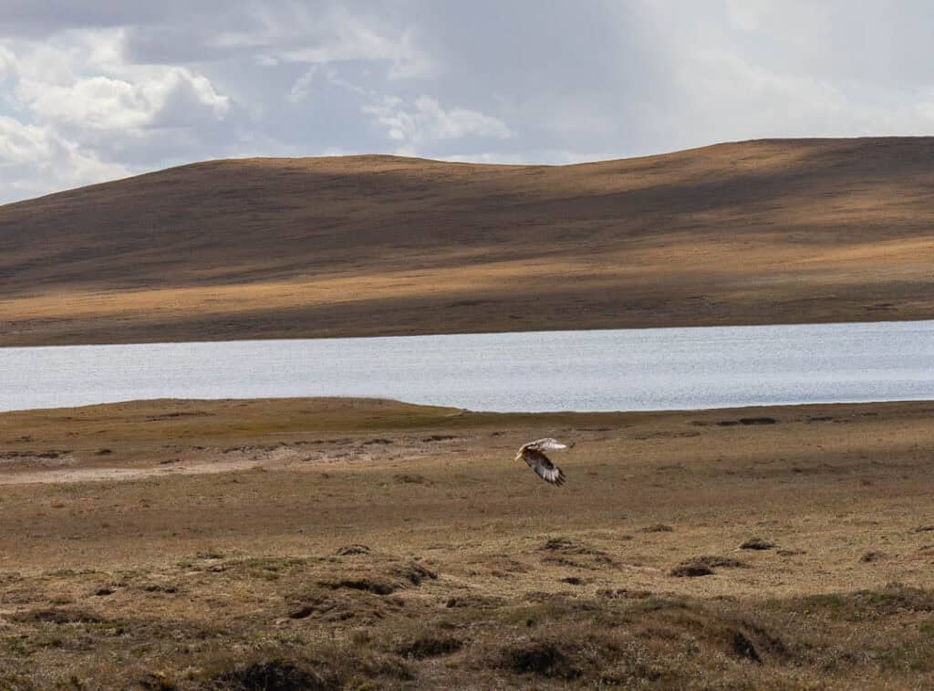 Two Kiangs stand on the vast, dry Tibetan Plateau with distant mountains under a cloudy sky.